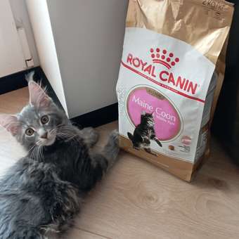 Корм для котят Royal Canin 2кг Maine Coon породы мейн-кун: отзыв пользователя. Зоомагазин Зоозавр