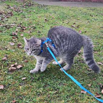 Шлейка с поводком для кошек Barbaks синяя длина по шее 1*18-29 по груди 1*22-36 поводок 1*120см полиэстер: отзыв пользователя. Зоомагазин Зоозавр