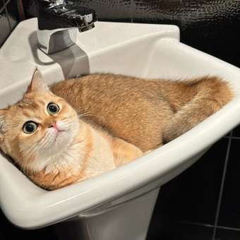 Трек для кошек Ripoma розовый: отзыв пользователя. Зоомагазин Зоозавр