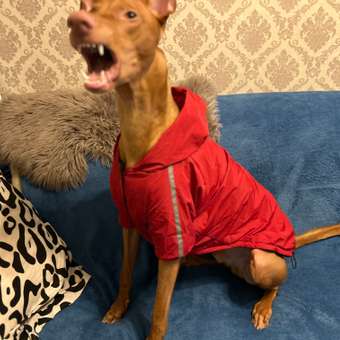 Куртка для собак Зоозавр красная 65: отзыв пользователя. Зоомагазин Зоозавр