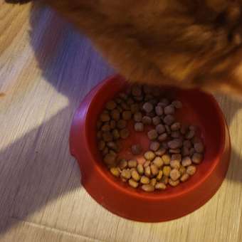 Корм для кошек ROYAL CANIN Neutered Satiety Balance стерилизованных 300г: отзыв пользователя. Зоомагазин Зоозавр