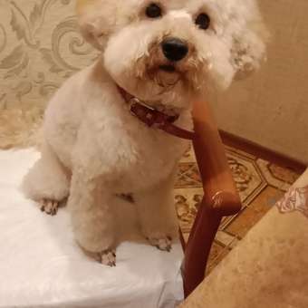 Корм для собак Roybis 5кг с индейкой сухой полнорационный для стерилизованных мелких пород: отзыв пользователя. Зоомагазин Зоозавр