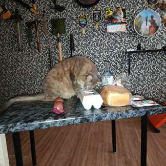 Корм сухой для кошек ROYAL CANIN Indoor 400г пожилых кошек постоянно проживающих в помещении: отзыв пользователя. Зоомагазин Зоозавр