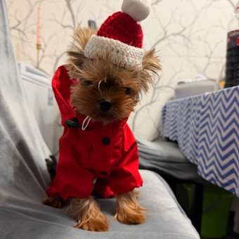 Дождевик-комбинезон для собак Zoozavr красный 25: отзыв пользователя. Зоомагазин Зоозавр