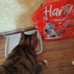 Фото отзыва 10969751