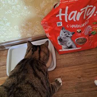 Корм для котят Harty 1.8кг с индейкой сухой: отзыв пользователя. Зоомагазин Зоозавр