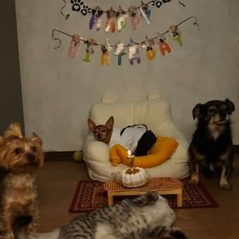 Костюм для собак и кошек Зоозавр: отзыв пользователя. Зоомагазин Зоозавр