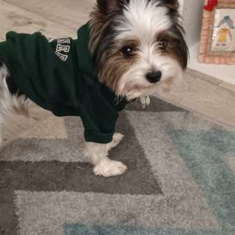 Толстовка для собак и кошек Зоозавр: отзыв пользователя. Зоомагазин Зоозавр