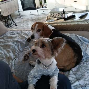 Комбинезон для собак и кошек Зоозавр: отзыв пользователя. Зоомагазин Зоозавр