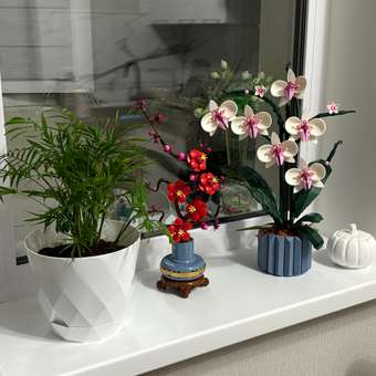 Конструктор LEGO Botanicals Цветение сливы 327 дет.: отзыв пользователя Детский Мир
