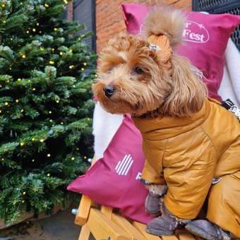 Шапка для собак и кошек Зоозавр: отзыв пользователя. Зоомагазин Зоозавр