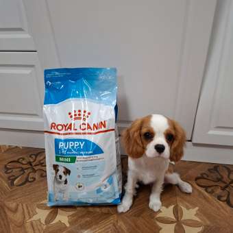 Корм для щенков ROYAL CANIN Puppy мелких пород 4кг: отзыв пользователя. Зоомагазин Зоозавр