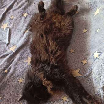 Корм сухой для кошек ROYAL CANIN Urinary Care 400г для профилактики мочекаменной болезни: отзыв пользователя. Зоомагазин Зоозавр