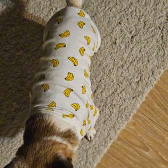 Комбинезон для собак и кошек Зоозавр: отзыв пользователя. Зоомагазин Зоозавр