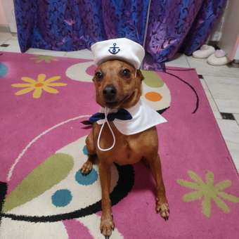 Костюм Зоозавр Морячок: отзыв пользователя. Зоомагазин Зоозавр