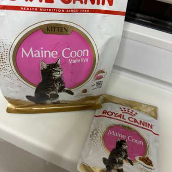 Корм для котят Royal Canin 400г Maine Coon породы мейн-кун: отзыв пользователя. Зоомагазин Зоозавр