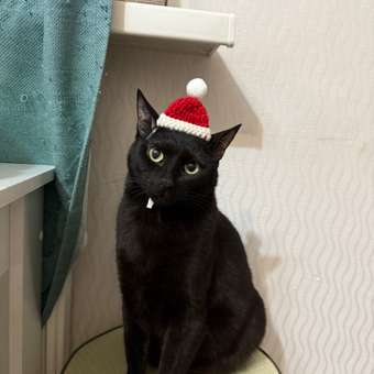 Шапочка для собак и кошек Зоозавр: отзыв пользователя. Зоомагазин Зоозавр