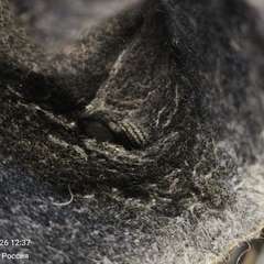 Фото отзыва 11038802