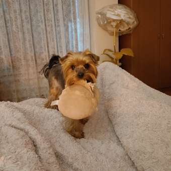 Корм для собак ROYAL CANIN Mini Urinary Care мелких пород профилактика МКБ 1кг: отзыв пользователя. Зоомагазин Зоозавр