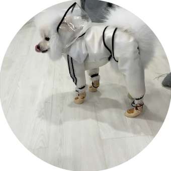 Дождевик для собак и кошек Зоозавр: отзыв пользователя. Зоомагазин Зоозавр