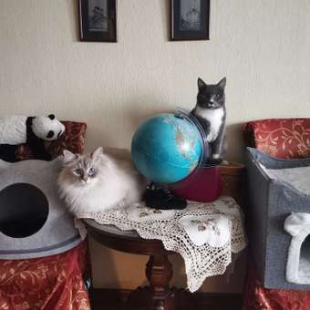 Корм для кошек ROYAL CANIN Sensible 33 взрослых с чувствительной пищеварительной системой сухой 1.2кг: отзыв пользователя. Зоомагазин Зоозавр