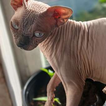 Корм сухой для кошек ROYAL CANIN Sphynx 400г породы сфинк: отзыв пользователя. Зоомагазин Зоозавр