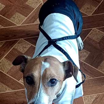 Костюм для собак и кошек Зоозавр: отзыв пользователя. Зоомагазин Зоозавр