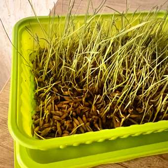 Лакомство для кошек Альпийские луга 7 трав Травка лоток 75г: отзыв пользователя. Зоомагазин Зоозавр