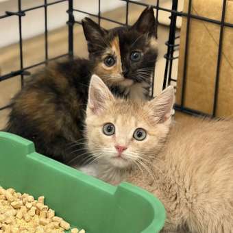Корм сухой для котят ROYAL CANIN Mother and Babycat 2кг: отзыв пользователя. Зоомагазин Зоозавр