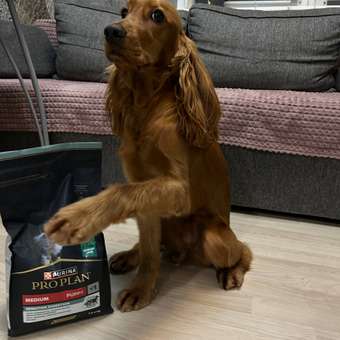 Корм сухой для щенков PRO PLAN SENSITIVE DIGESTION 1.5 кг с ягненком для средних пород: отзыв пользователя. Зоомагазин Зоозавр