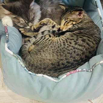 Лежанка Triol Прованс прямоугольная 52-45-21см 31931123: отзыв пользователя. Зоомагазин Зоозавр