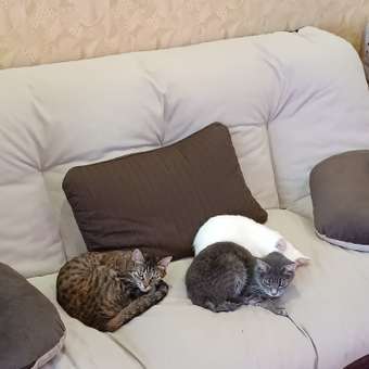 Наполнитель для кошек Pi-Pi-Bent Сенсация свежести комкующийся крафт 10кг: отзыв пользователя. Зоомагазин Зоозавр