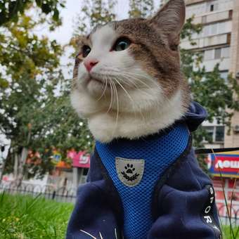 Толстовка для собак и кошек Зоозавр: отзыв пользователя. Зоомагазин Зоозавр