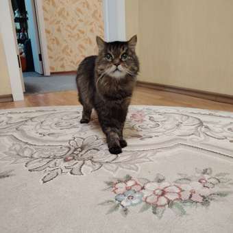 Корм для собак и кошек Pet-a-Pet 240г диетический восстановительная диета Recovery: отзыв пользователя. Зоомагазин Зоозавр