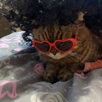 Очки для собак Зоозавр: отзыв пользователя. Зоомагазин Зоозавр