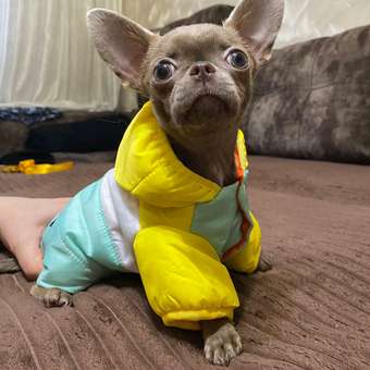 Куртка для собак PIFPAF DOG: отзыв пользователя. Зоомагазин Зоозавр