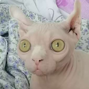 Корм для котят Royal Canin 2кг Gastrointestinal Kitten при нарушениях пищеварения сухой: отзыв пользователя. Зоомагазин Зоозавр