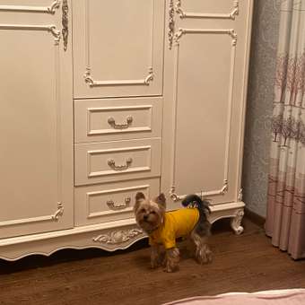 Футболка для собак и кошек Зоозавр: отзыв пользователя. Зоомагазин Зоозавр