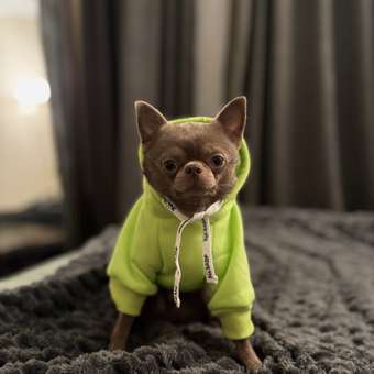 Толстовка для собак и кошек Зоозавр: отзыв пользователя. Зоомагазин Зоозавр