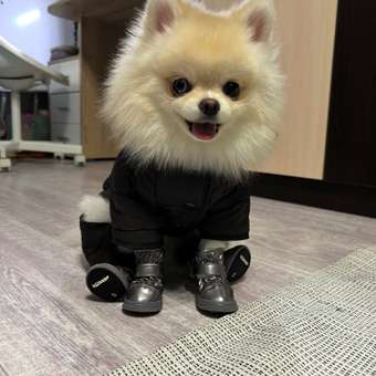 Ботинки для собак Зоозавр 4 шт: отзыв пользователя. Зоомагазин Зоозавр