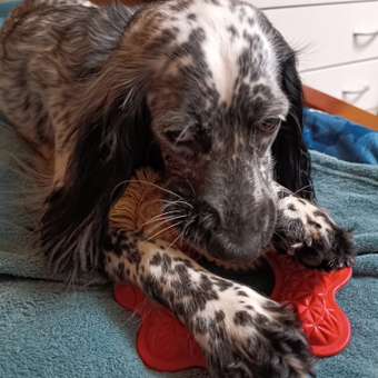 Игрушка для собак Barbaks Жевательное кольцо-цветочек из термопластичной резины с канатиком 16.4см: отзыв пользователя. Зоомагазин Зоозавр