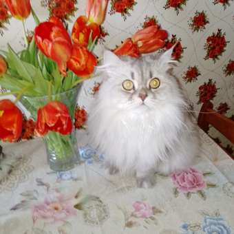 Корм для кошек ROYAL CANIN Urinary s/o moderate calorie от мочекаменной болезни 85г: отзыв пользователя. Зоомагазин Зоозавр