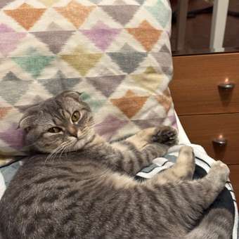 Корм сухой для котят ROYAL CANIN Mother and Babycat 2кг: отзыв пользователя. Зоомагазин Зоозавр