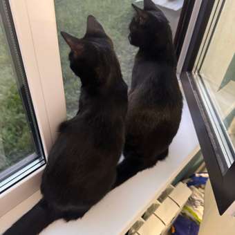 Корм влажный для котят PRO PLAN Nutri Savour 85г с курицей в желе пауч: отзыв пользователя. Зоомагазин Зоозавр