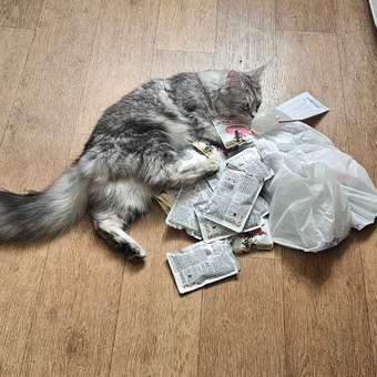 Корм для котят Royal Canin 2кг Maine Coon породы мейн-кун: отзыв пользователя. Зоомагазин Зоозавр