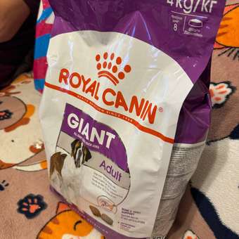 Корм для собак ROYAL CANIN гигантских пород 4кг: отзыв пользователя. Зоомагазин Зоозавр