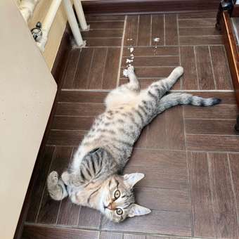 Корм для котят Pro Plan 85г говядина индейка курица 10шт: отзыв пользователя. Зоомагазин Зоозавр