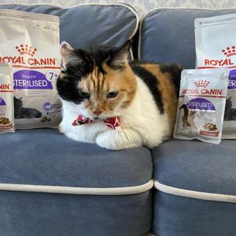 Корм сухой для кошек ROYAL CANIN Sterilised 400г пожилых стерилизованных: отзыв пользователя. Зоомагазин Зоозавр