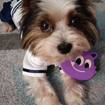 Комбинезон для собак и кошек Зоозавр: отзыв пользователя. Зоомагазин Зоозавр