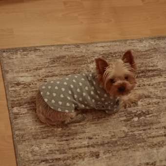 Футболка для собак и кошек Зоозавр: отзыв пользователя. Зоомагазин Зоозавр